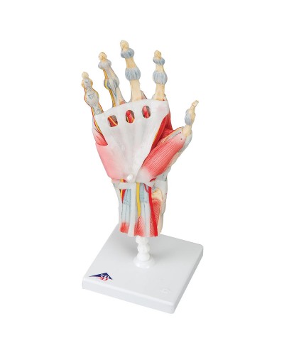 Модель скелета руки со связками и мышцами